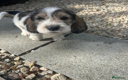 Basset Griffon Vendeen dogs for sale: Griffon petit basset Vendeen tricolor  - Image 4