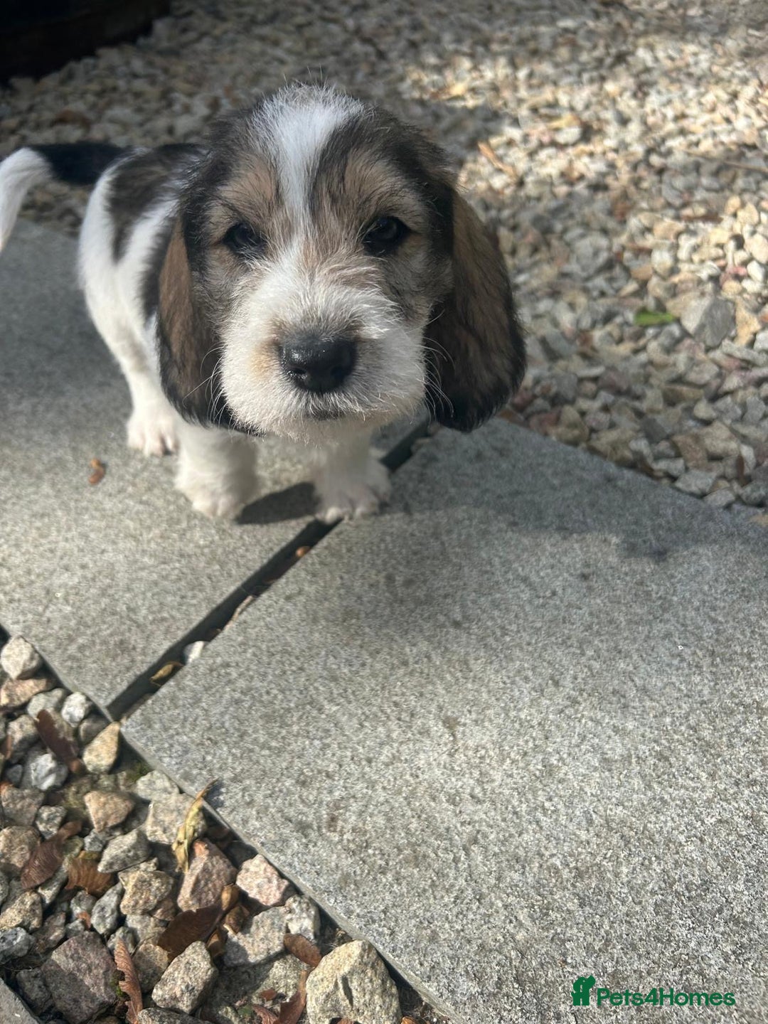 Basset Griffon Vendeen dogs for sale: Griffon petit basset Vendeen tricolor  - Image 4