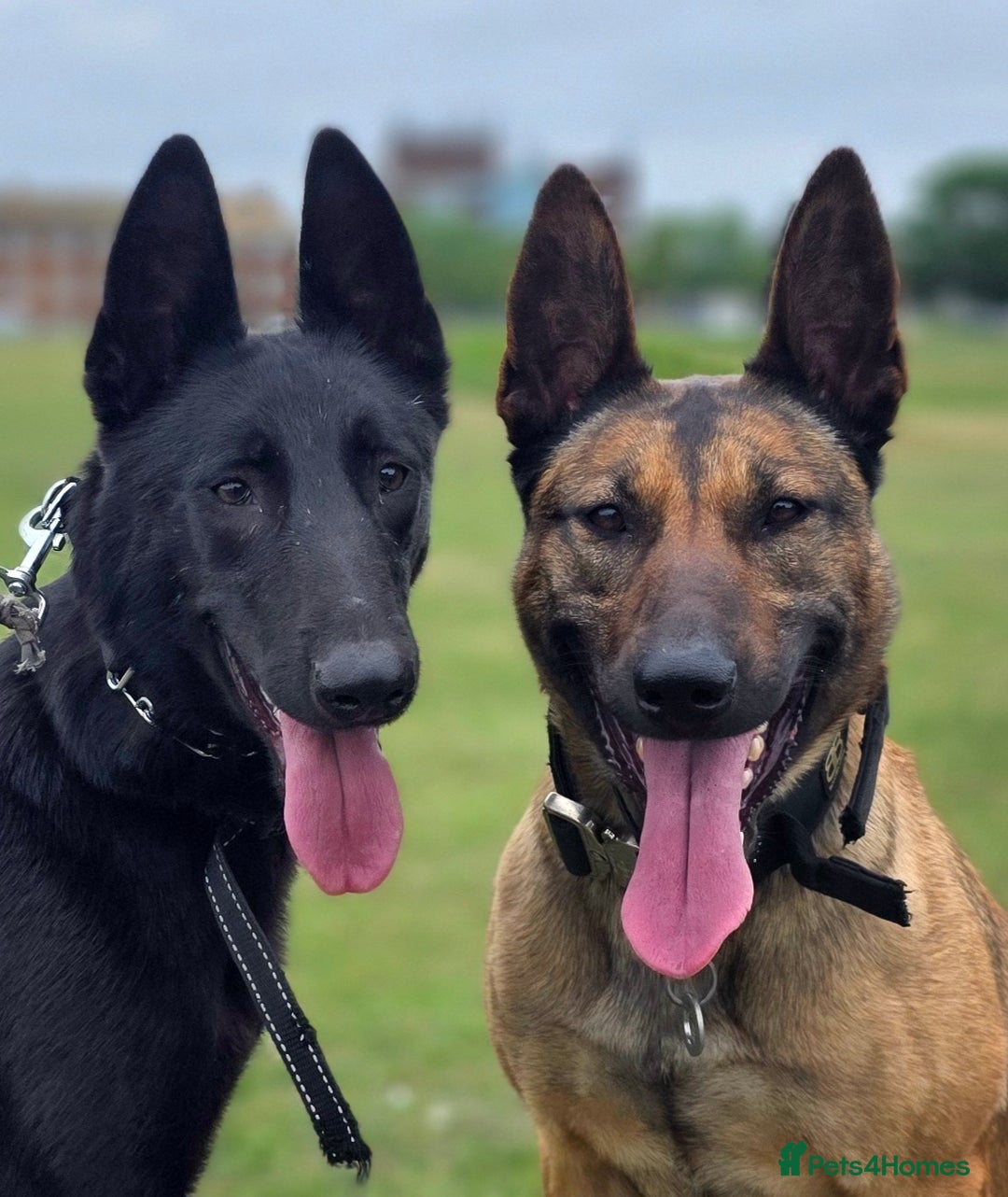 Belgian Shepherd Dog dogs for sale: Female Beligian Malinois  - Advert 2