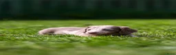 Miniature Dachshund dogs for sale: Miniature dachshunds boys and girls  - Advert 9
