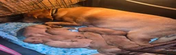 Goldador dogs for sale: Labrador x Golden Retrievers  - Advert 2