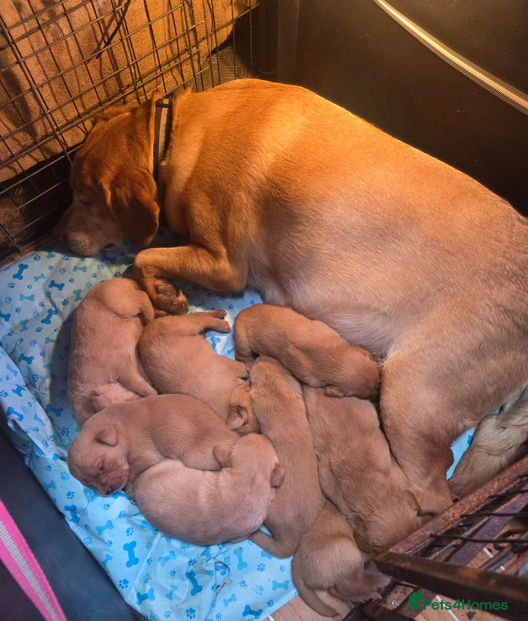 Goldador dogs for sale: Labrador x Golden Retrievers  - Advert 2