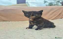 Mixed Breed cats for sale: Super friendly, fluffy kittens! 😻 - Image 28