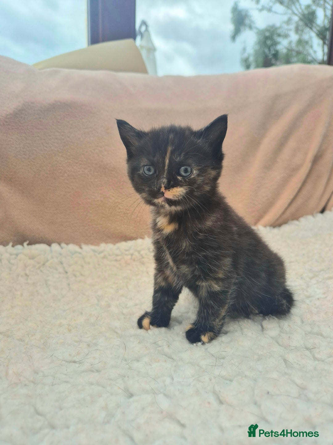 Mixed Breed cats for sale: Super friendly, fluffy kittens! 😻 - Image 28