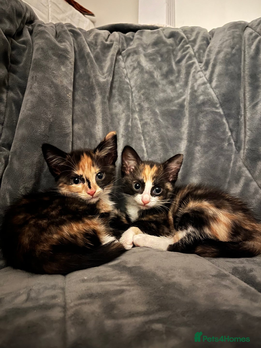 Mixed Breed cats for sale: Beautiful kittens ready for new loving homes  - Advert 11