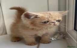 Persian cats for stud: GCCF Active Persian GingerRed cream Garfield stud  in Gerrards Cross - Image 12