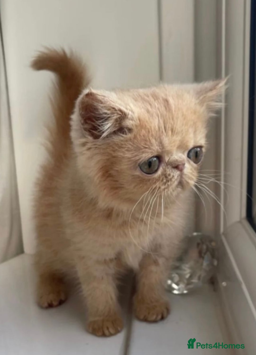 Persian cats for stud: GCCF Active Persian GingerRed cream Garfield stud  in Gerrards Cross - Image 12