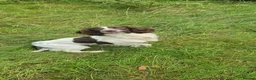 English Springer Spaniel dogs for sale: Springer spaniel bitch - Advert 3
