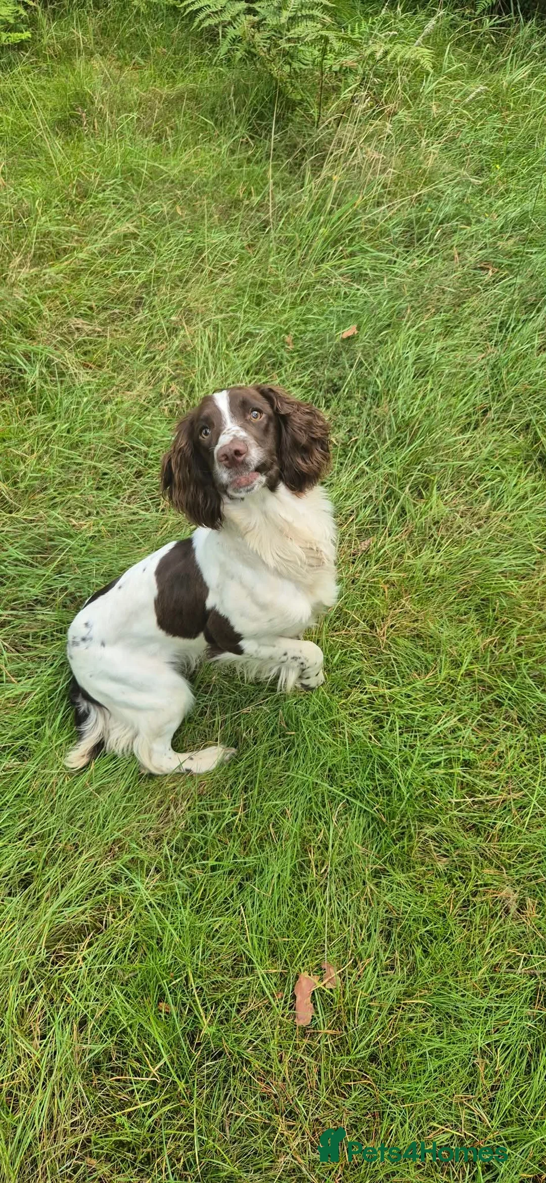 English Springer Spaniel dogs for sale: Springer spaniel bitch - Advert 3
