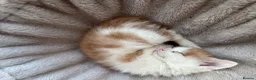Maine Coon cats for sale: Maine coon & Turkish van mix - Advert 20
