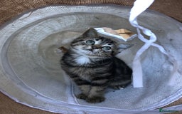 Mixed Breed cats for sale: Cute Tabby Baby Girl 🐈 - Image 2