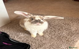 Mini Lop rabbits for sale: Holland lops  - Image 1