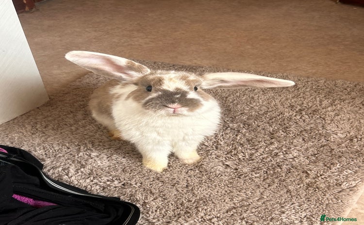 Mini Lop rabbits - Advert 2