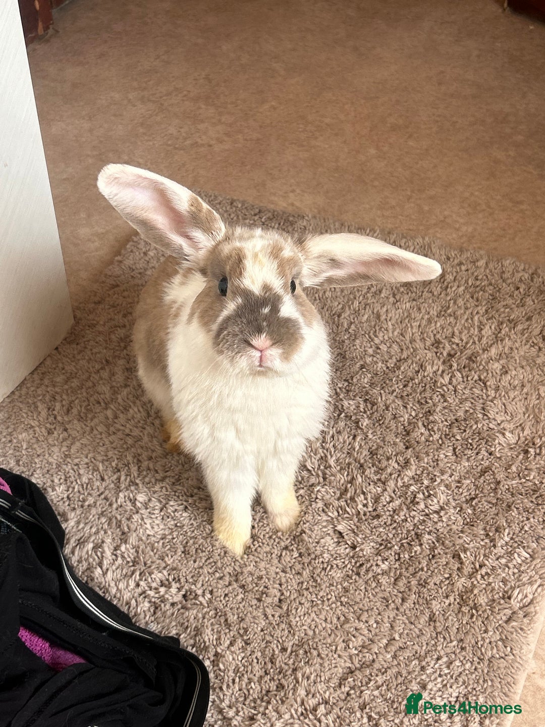 Mini Lop rabbits for sale: Holland lops  - Image 1