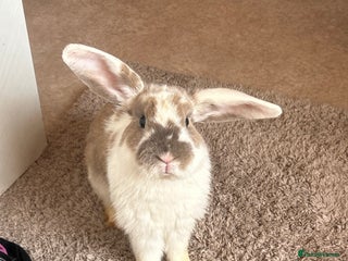 Mini Lop rabbits - Advert 25