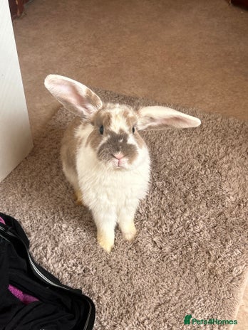Mini Lop rabbits - Advert 16