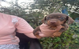Dachshund dogs for sale: Beautiful dachshund puppies  - Image 9