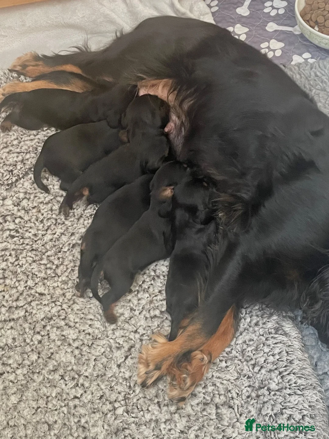 Cavalier King Charles Spaniel dogs for sale: KC Cavalier King Charles puppies - Advert 1