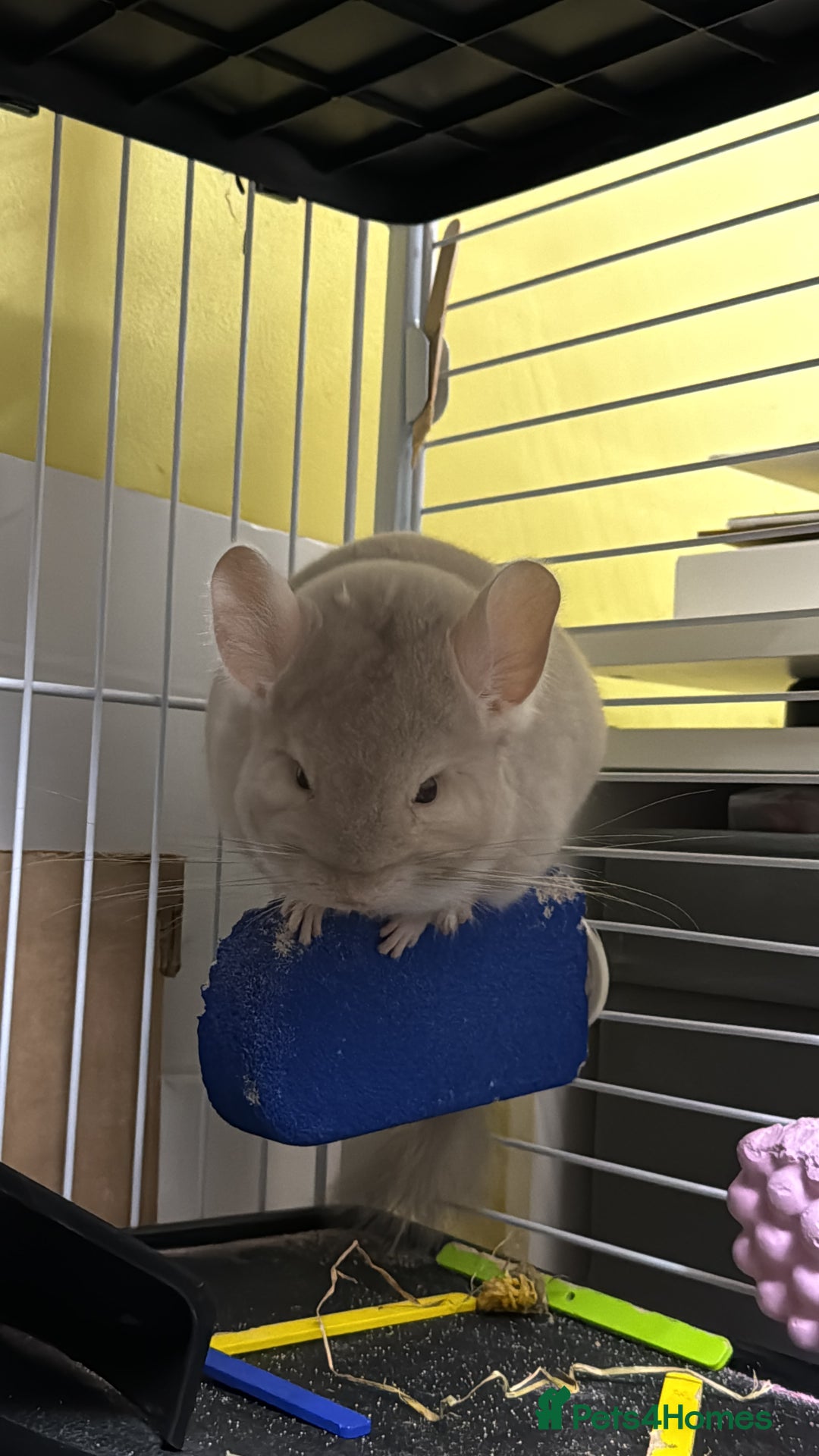 Chinchilla rodents for sale: White male chinchilla  - Advert 5