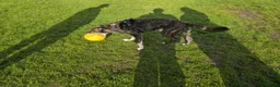 Lurcher dogs for sale: Loki - 5 year old lurcher boy in Holyhead - Advert 6