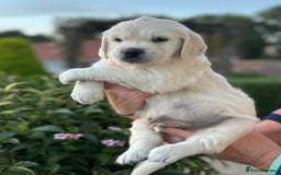 Golden Retriever dogs for sale: 1 Male Puppy Available  - Image 4