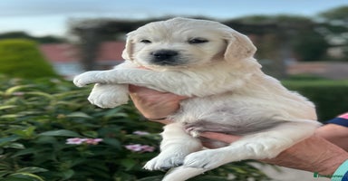 Golden Retriever dogs - Advert 1