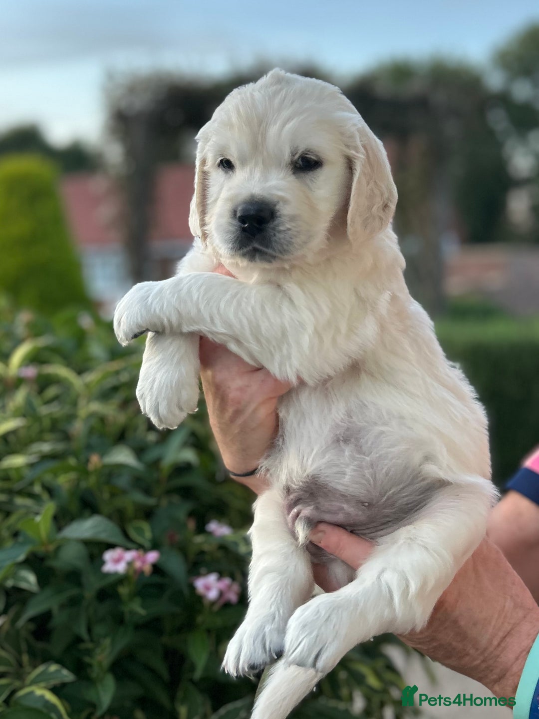 Golden Retriever dogs for sale: 1 Male Puppy Available  - Image 4