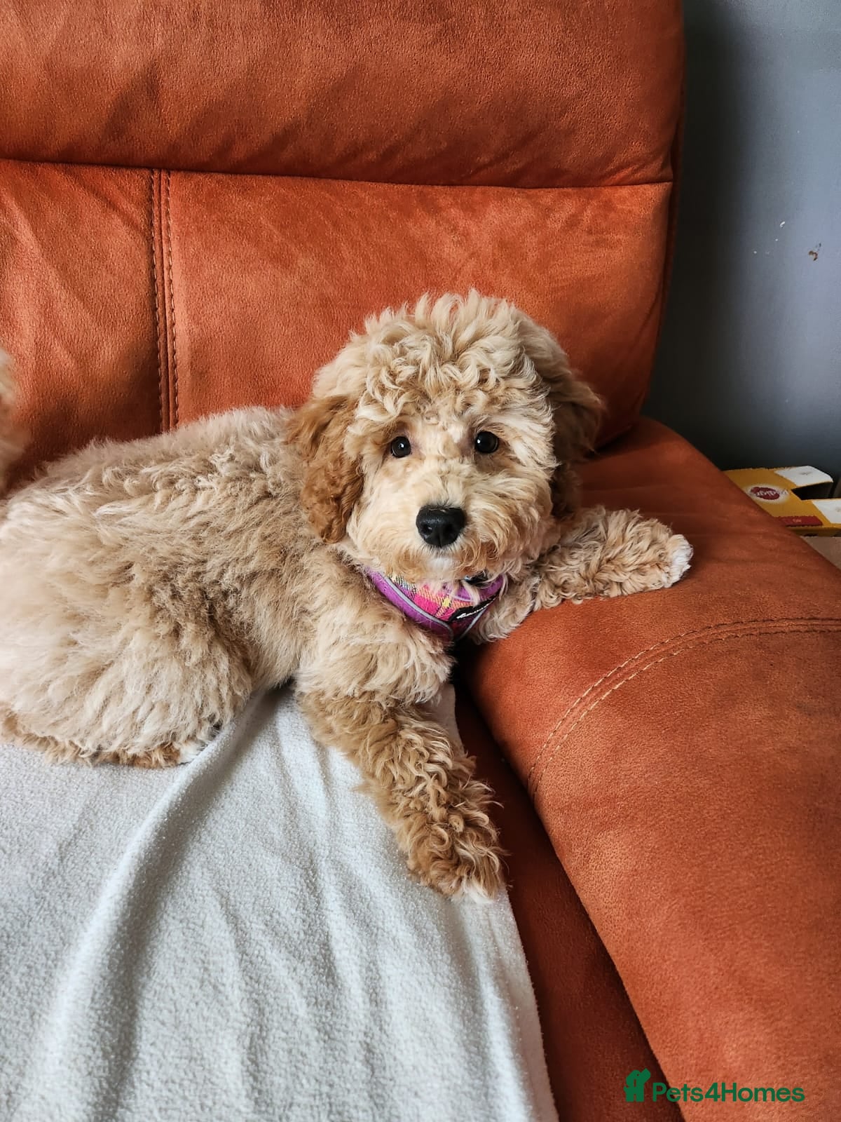 Maltipoo dogs 🐾 Waiting List Advert for Bailey’s puppies - Advert 4