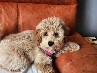 Maltipoo dogs 🐾 Waiting List Advert for Bailey’s puppies - Advert 2