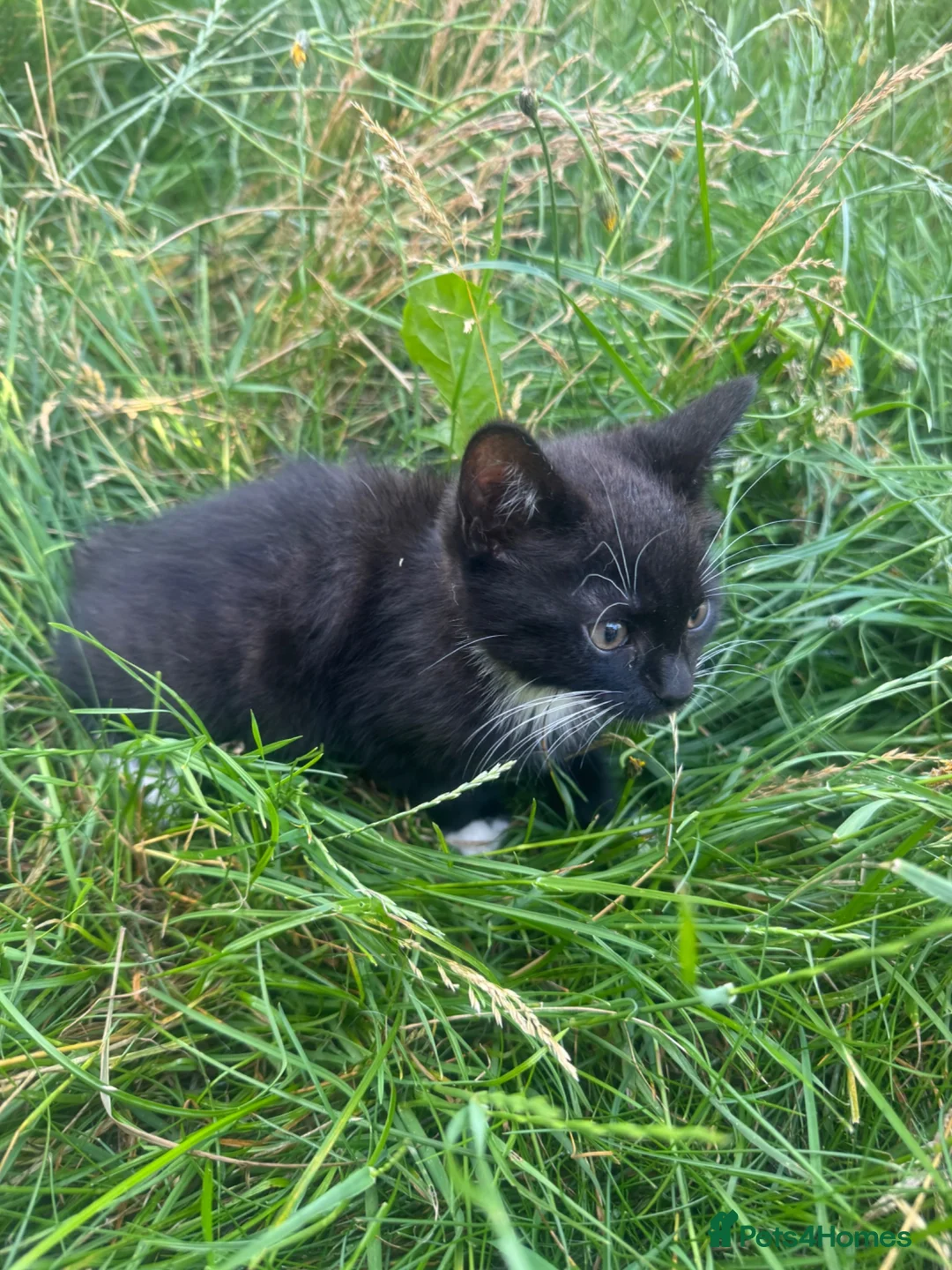 Mixed Breed cats for sale:  Adorable boy kitten looking for forever home! ❤️ - Advert 2