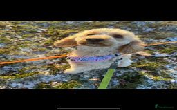 Cockapoo dogs for sale: 2.5yr old female cockapoo for sale  - Image 7