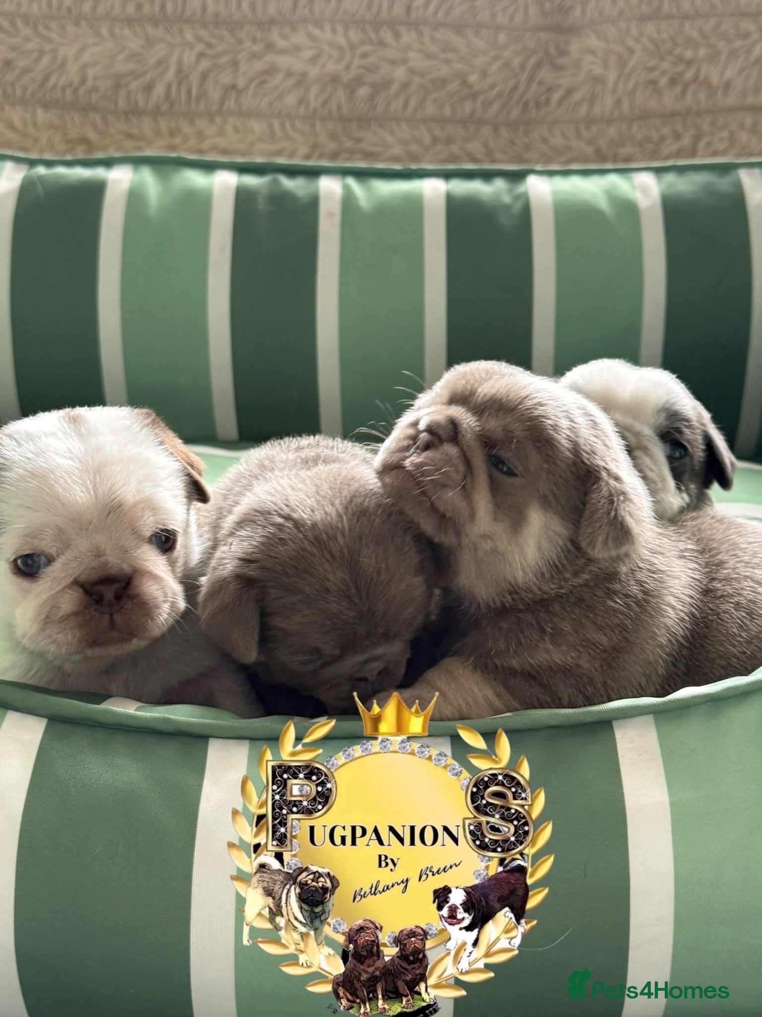 Pug dogs Kc pug puppies from a 5 star licensed breeder  - Advert 10