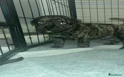 Mixed Breed dogs for sale: Staffy cross pugs  - Image 2