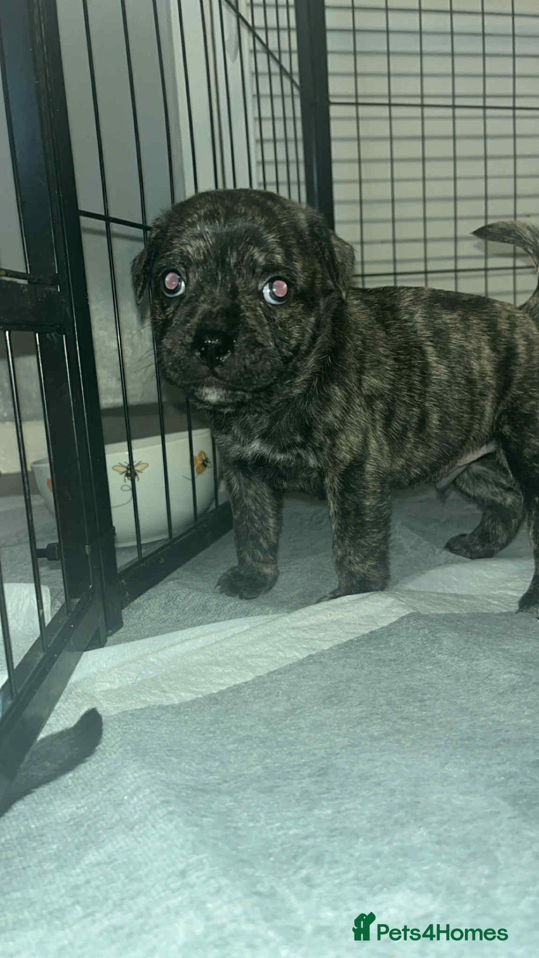 Mixed Breed dogs for sale: Staffy cross pugs  - Image 2