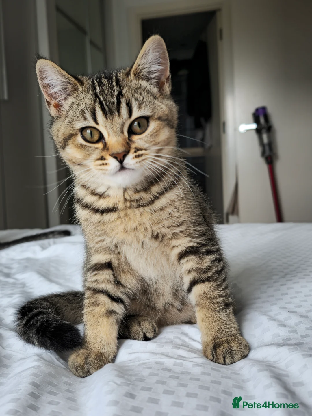 British Shorthair cats for sale: Kitten british shorthair  - Advert 2