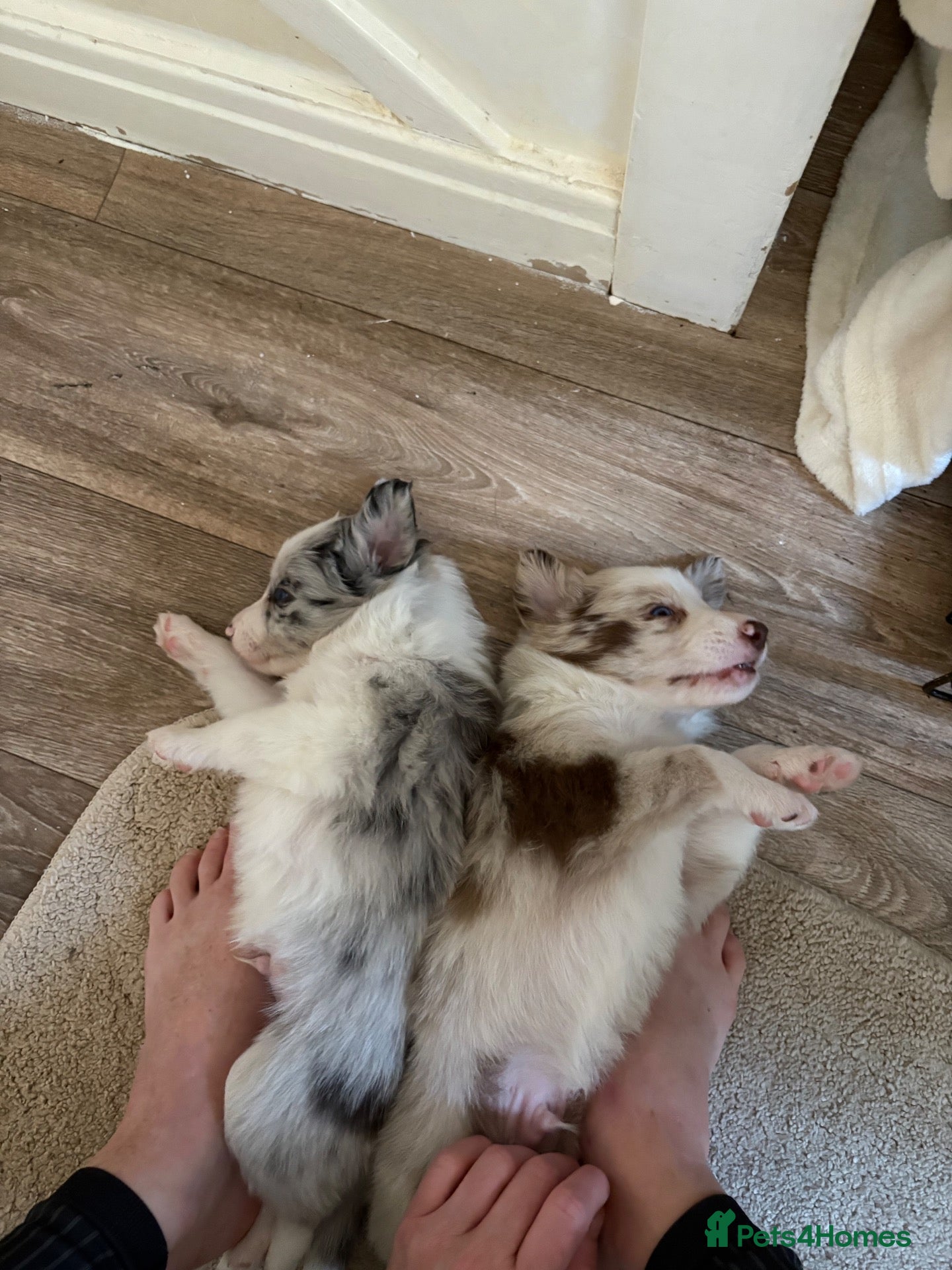 Border Collie dogs  Long coated pure bred collie puppies blue merles  - Advert 2
