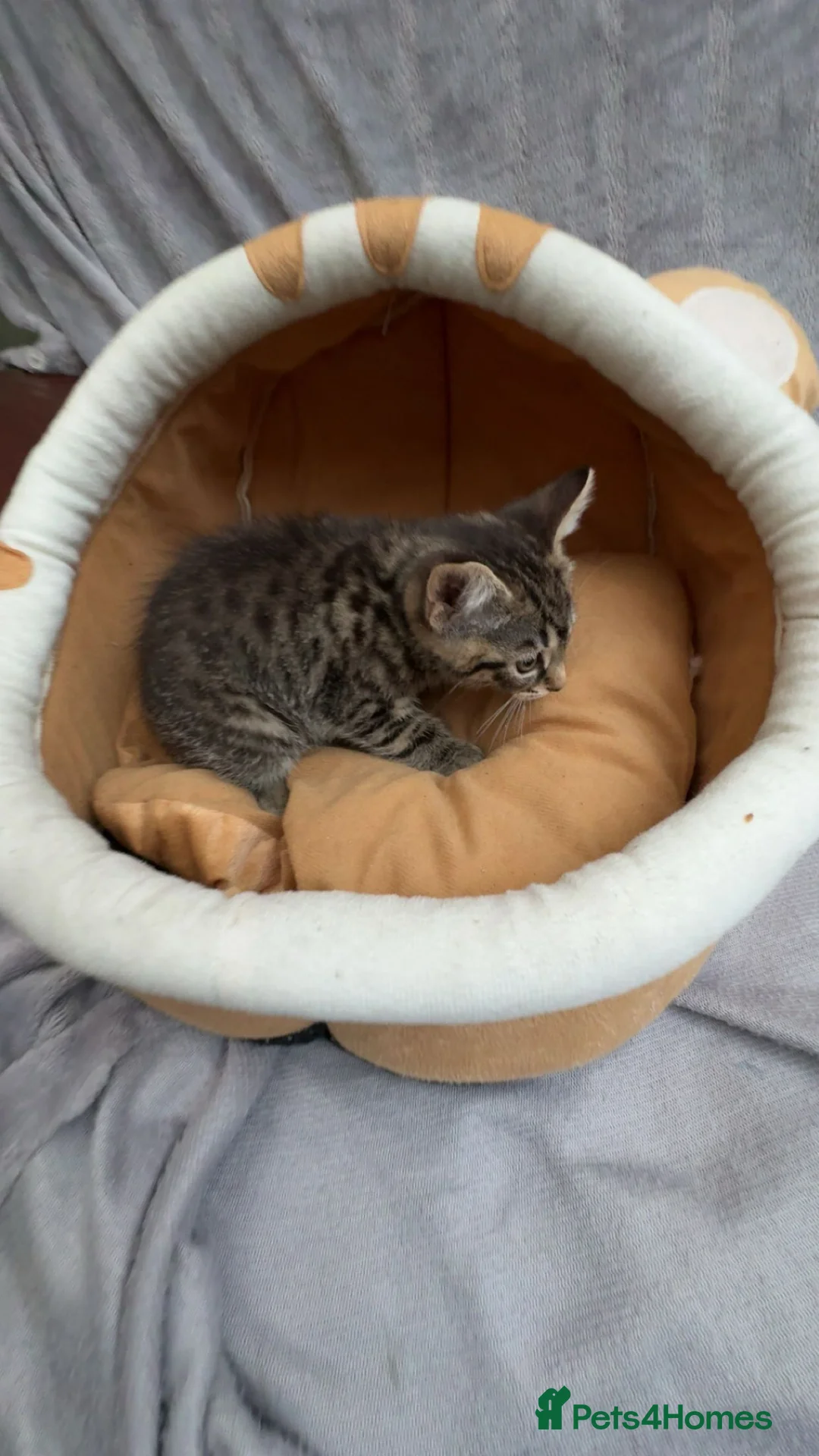 Mixed Breed cats for sale: British short hair mixed breed kittens.🩷 - Advert 6