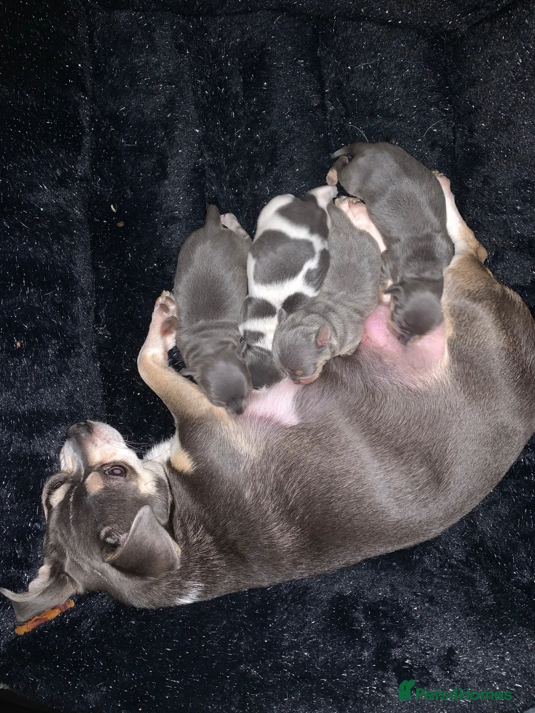 Chihuahua dogs for sale: Beautiful blue Tri  chihuahua puppies £1600 - Advert 2