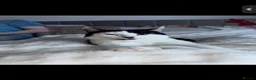 Mixed Breed cats for sale: 2 male cats for adoption  - Advert 5
