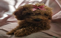 Cavapoo dogs for sale: Female Cavapoo pup  - Image 3