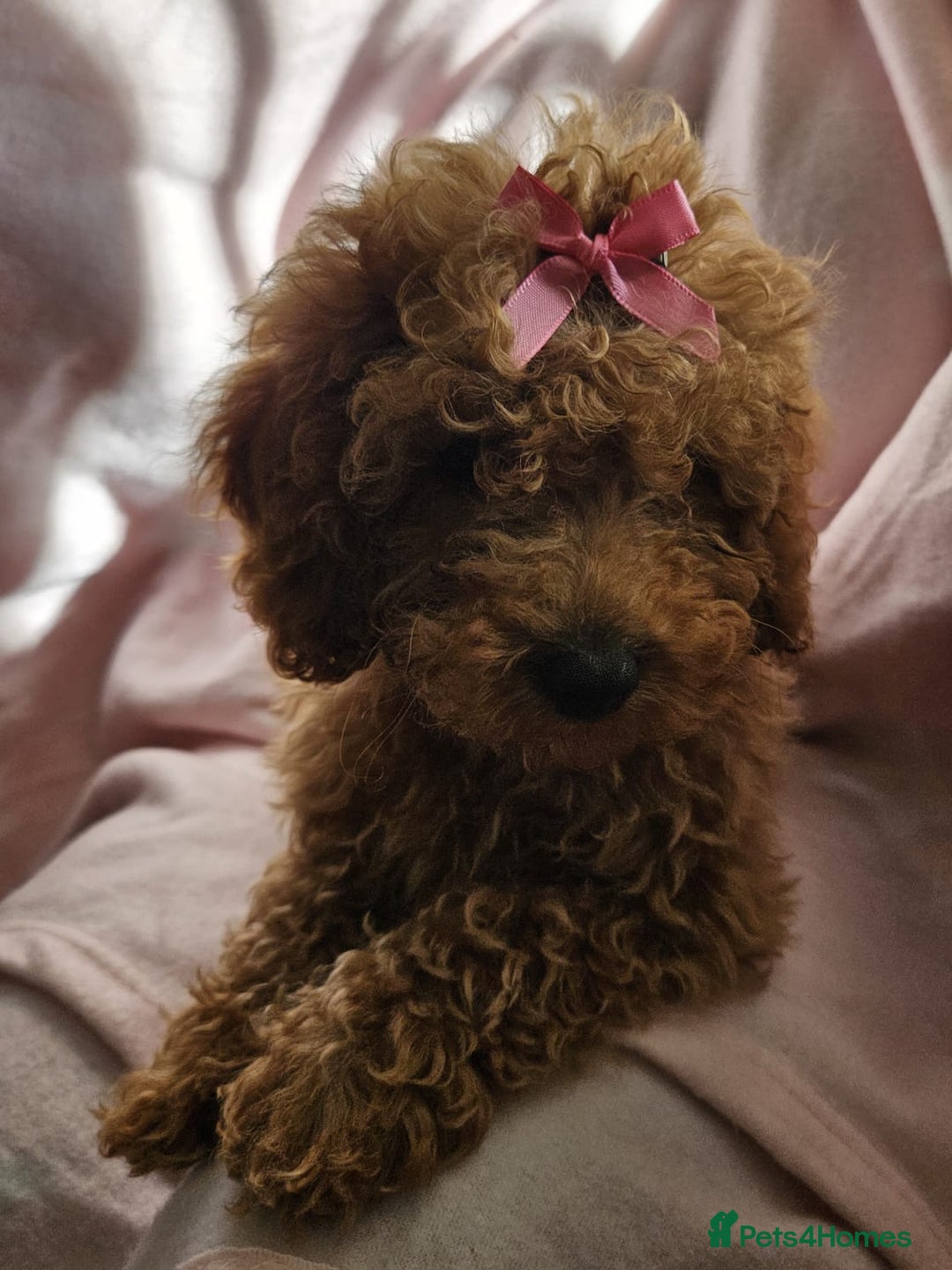 Cavapoo dogs for sale: Female Cavapoo pup  - Image 3