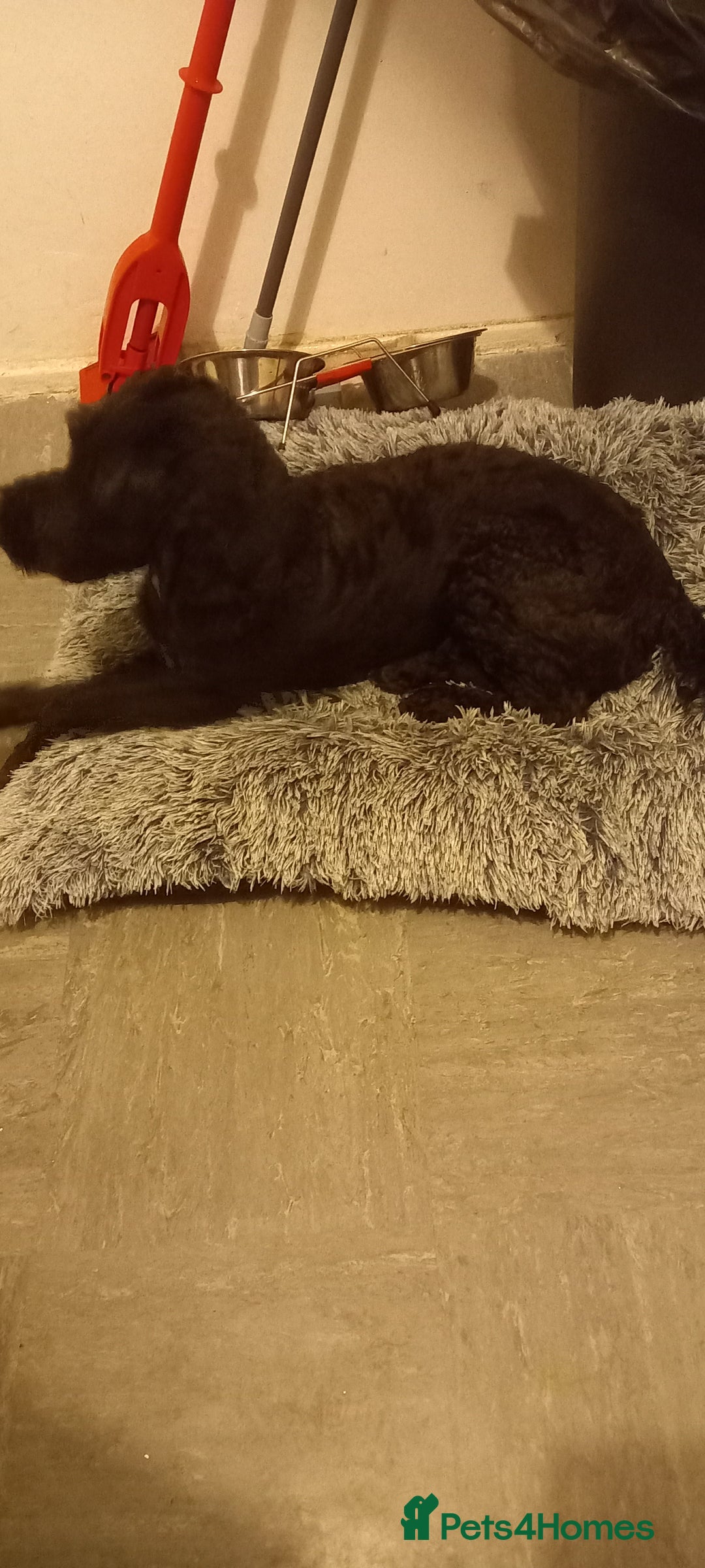 Cockapoo dogs for sale: Reggy - Image 3