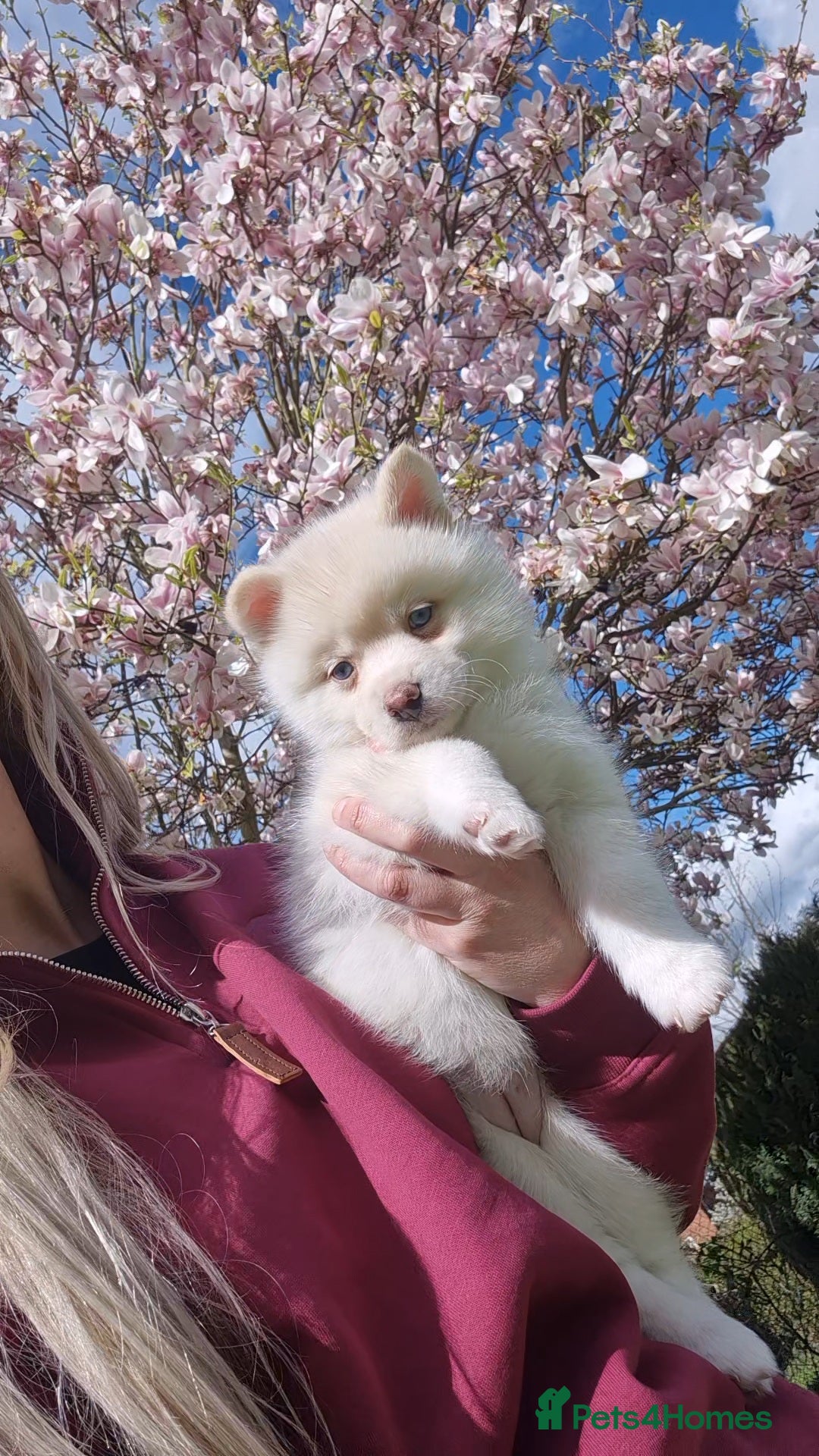 Pomsky dogs READY NOW reduced!  ONLY FEMALE LEFT  - Advert 1