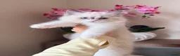 Ragdoll cats for sale: ✨️🏆 🧸🤎ReadyNow Eu ChampLine Tica Reg Ragdolls  - Advert 33