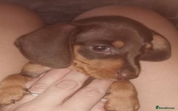 Miniature Dachshund dogs for sale: Stunning chocolate and tan miniature dachshund - Image 6