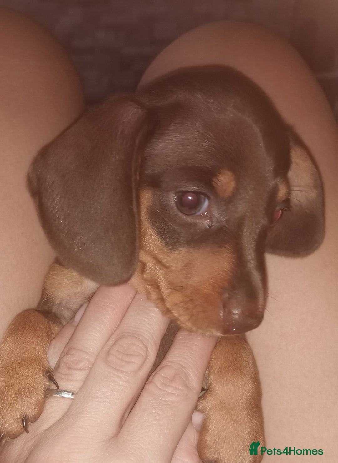 Miniature Dachshund dogs for sale: Stunning chocolate and tan miniature dachshund - Image 6