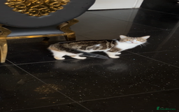 Exotic cats for sale: Fluffy half white tabby cat - Image 2