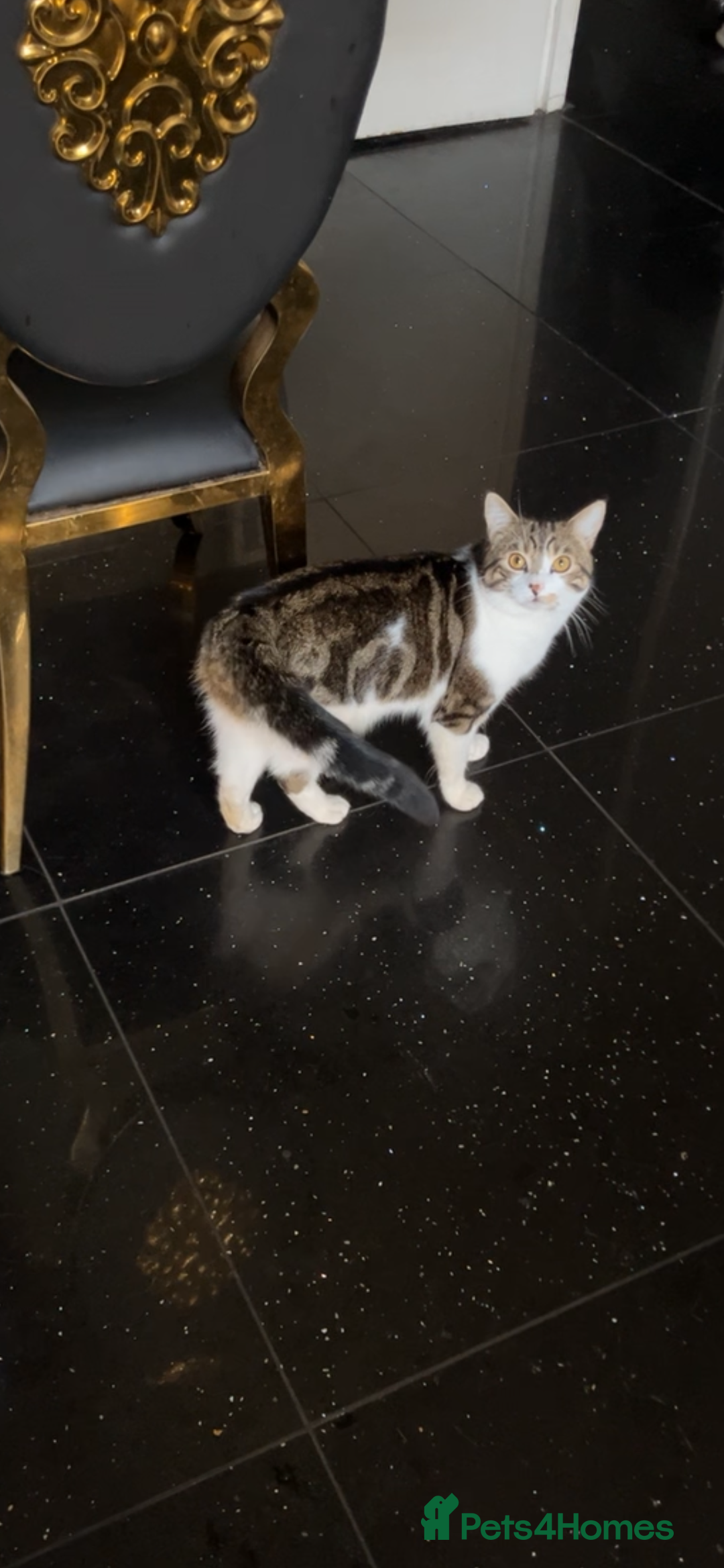 Exotic cats for sale: Fluffy half white tabby cat - Image 2
