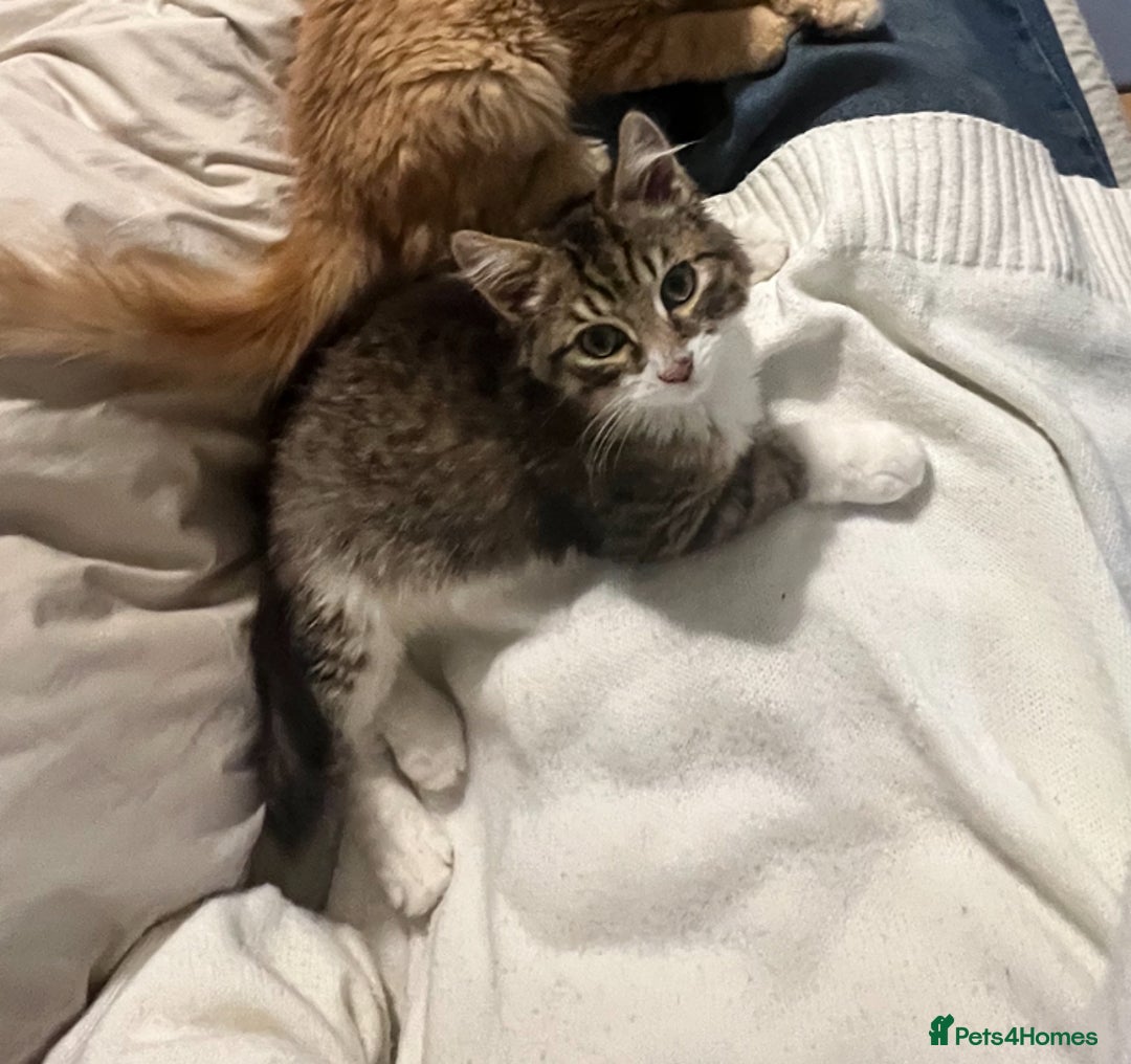 British Longhair cats for sale: Playful and Cuddly Kitten Ready to go❤️ - Advert 3