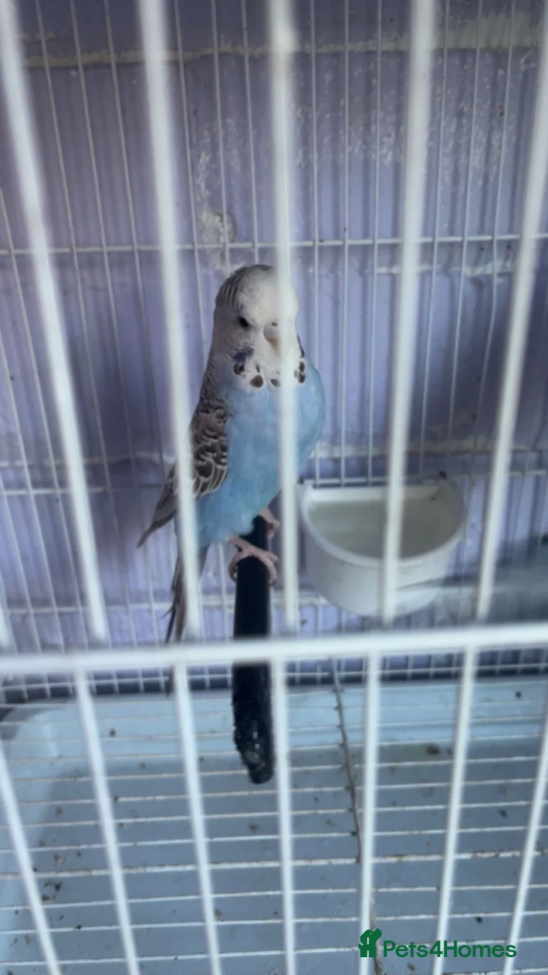 Budgerigars birds for sale: 3 baby budgies - Advert 3